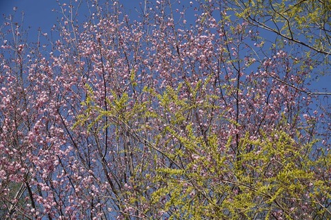 サクラDSC02939