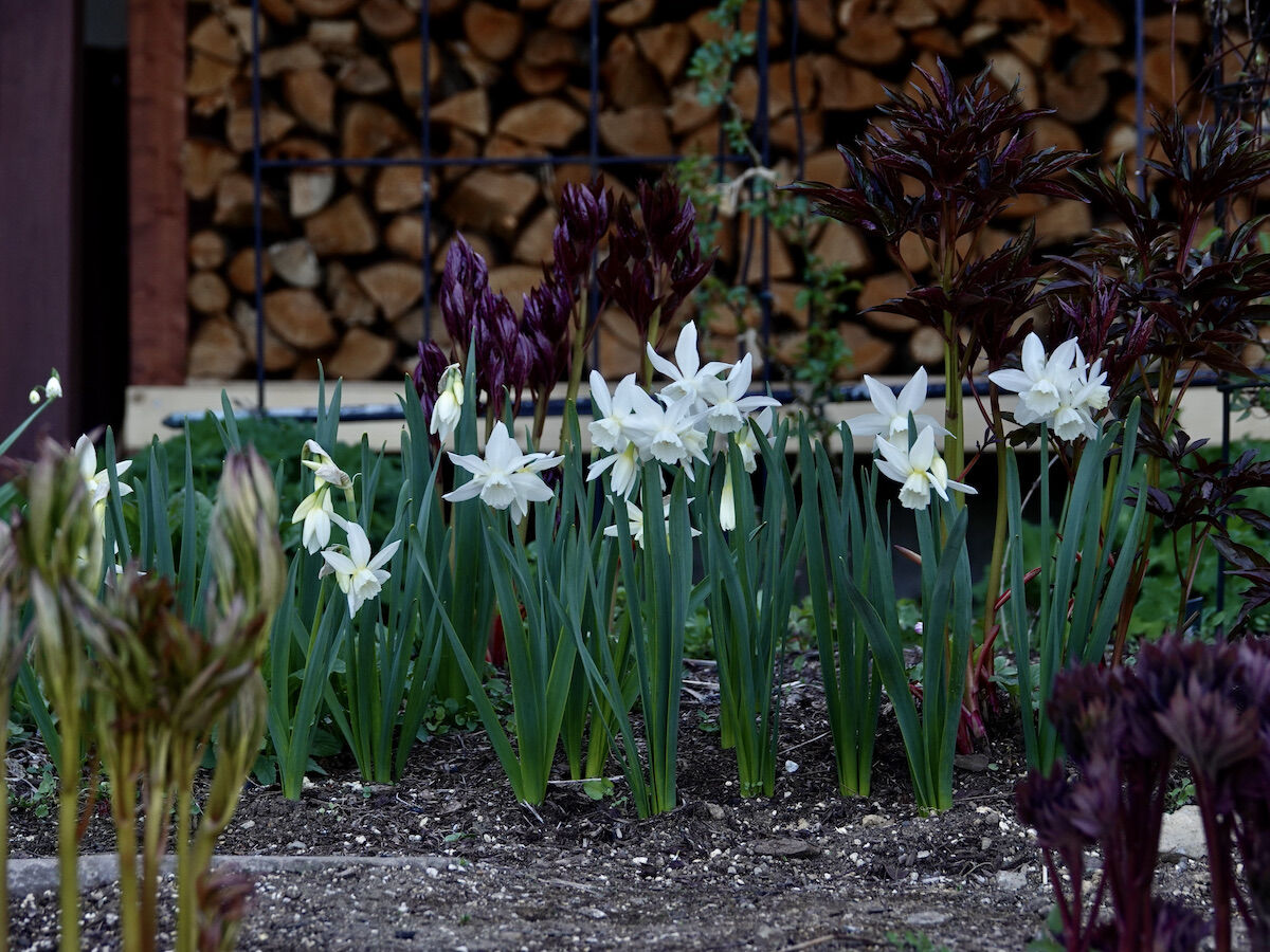 純白の水仙 タリア ベルと高原の家