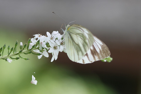 蝶IMG_7275