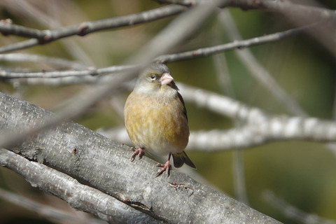 DSC02167