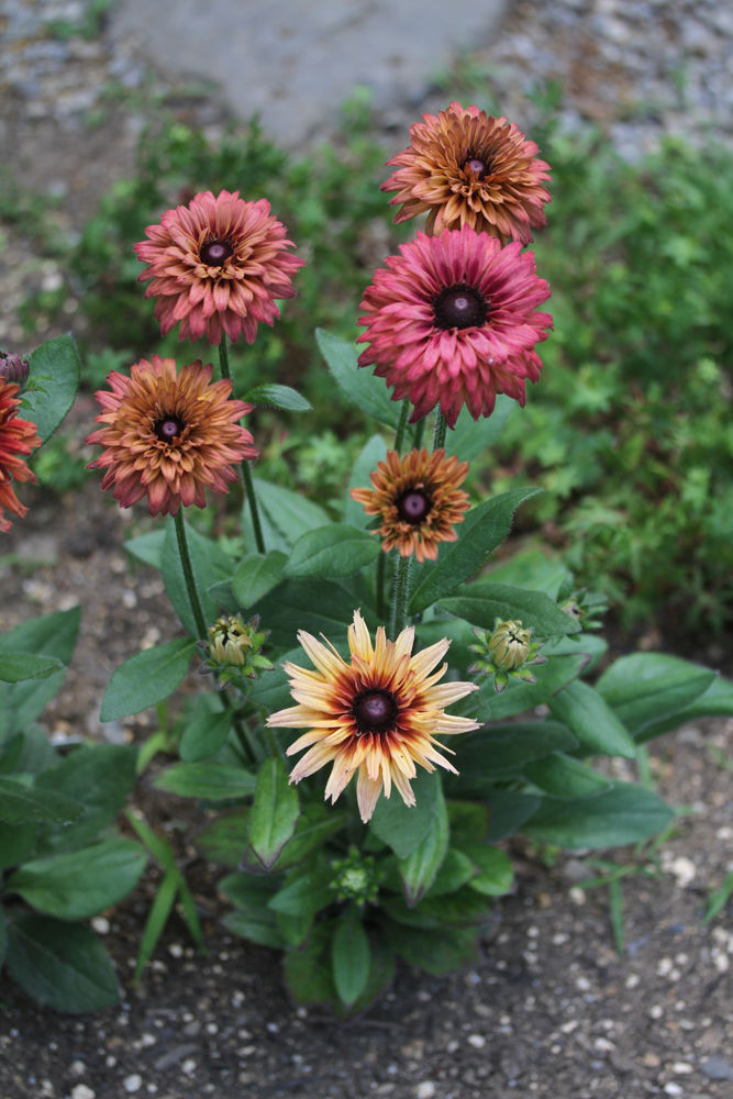 夏の花いろいろ その１ 宿根草10種類 ベルと高原の家