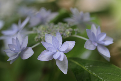 七段花IMG_5067