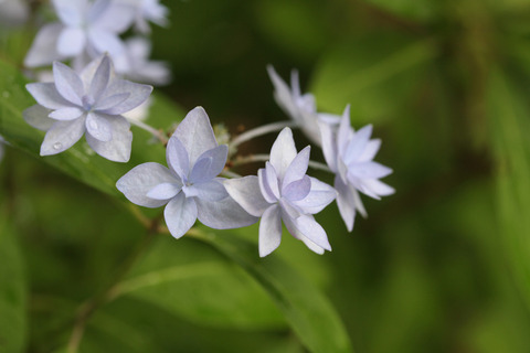 七段花IMG_5028