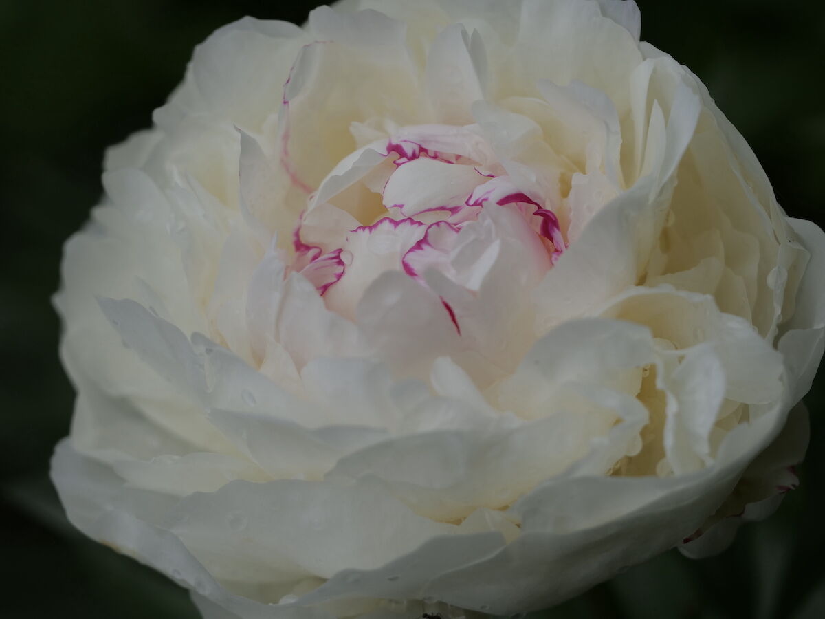 芍薬が咲き始めました ベルと高原の家