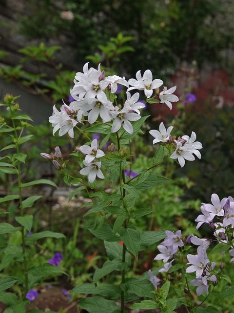 DSC04731