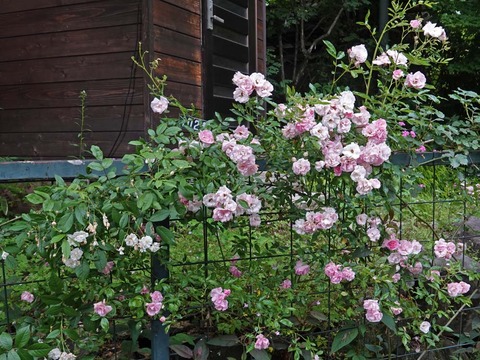DSC03838春かすみ