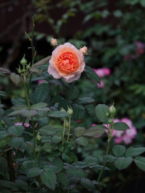DSC09157