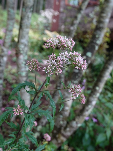 DSC09454