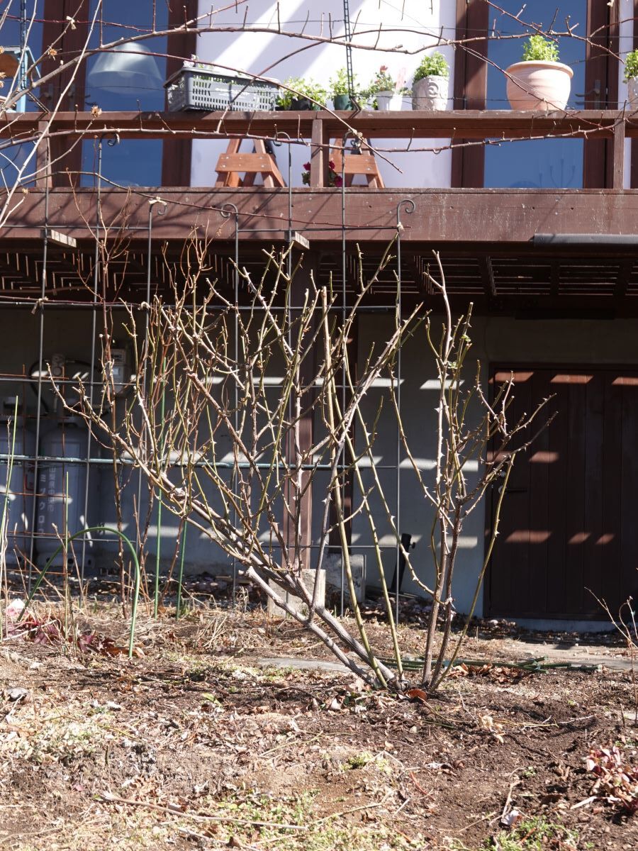 バラの剪定 つづきです And 黄花系のバラについて ベルと高原の家