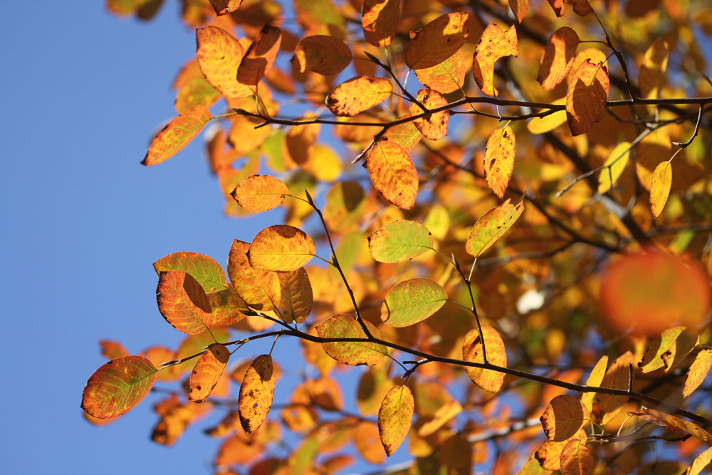 ジューンベリーの紅葉と久しぶりのの青い空 ベルと高原の家