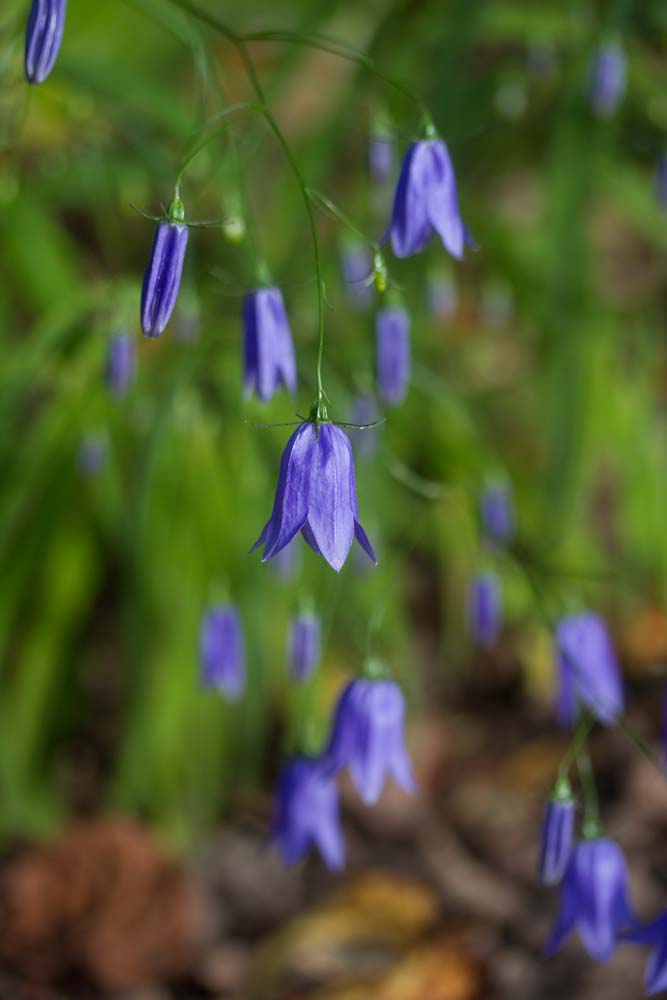 今年もイワシャジンが咲きました And ラグドール猫日記 ベルと高原の家