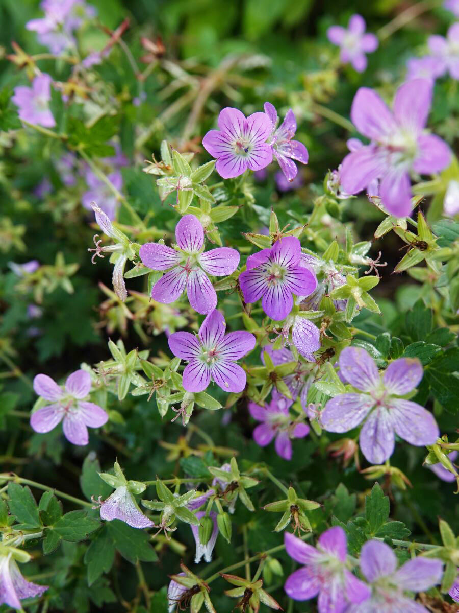 ゲラニウム フェイアンナの魅力 And 今咲いている花たち ベルと高原の家