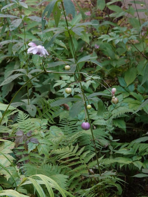 DSC08641
