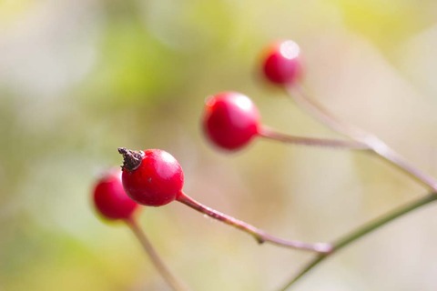 ボニーIMG_4223