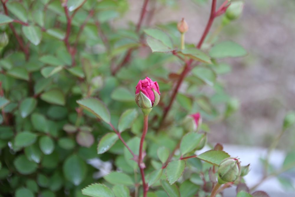 つるバラ レイニー ブルーの開花 And バラ用花壇づくり ベルと高原の家