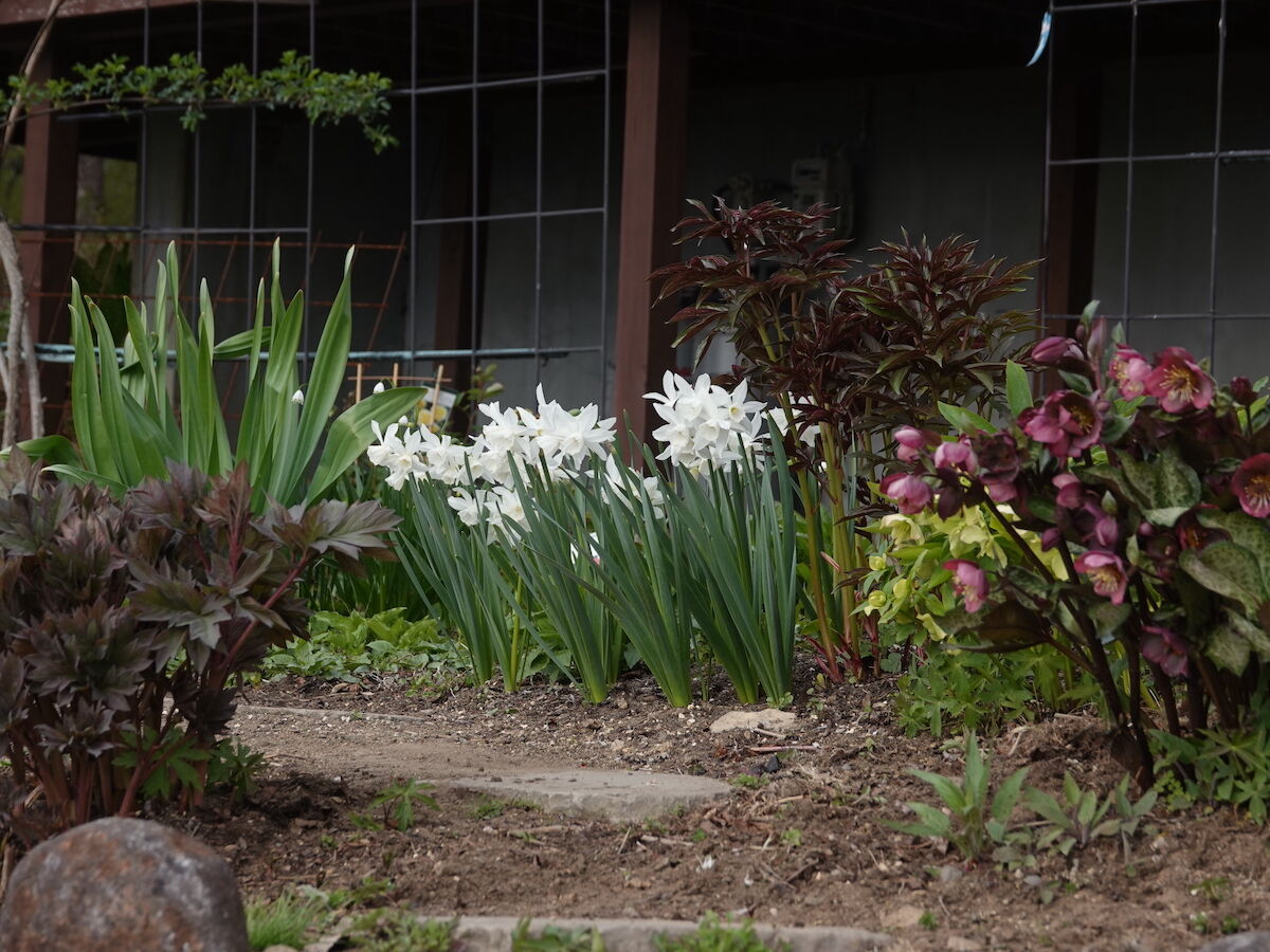 純白の水仙 タリア ベルと高原の家