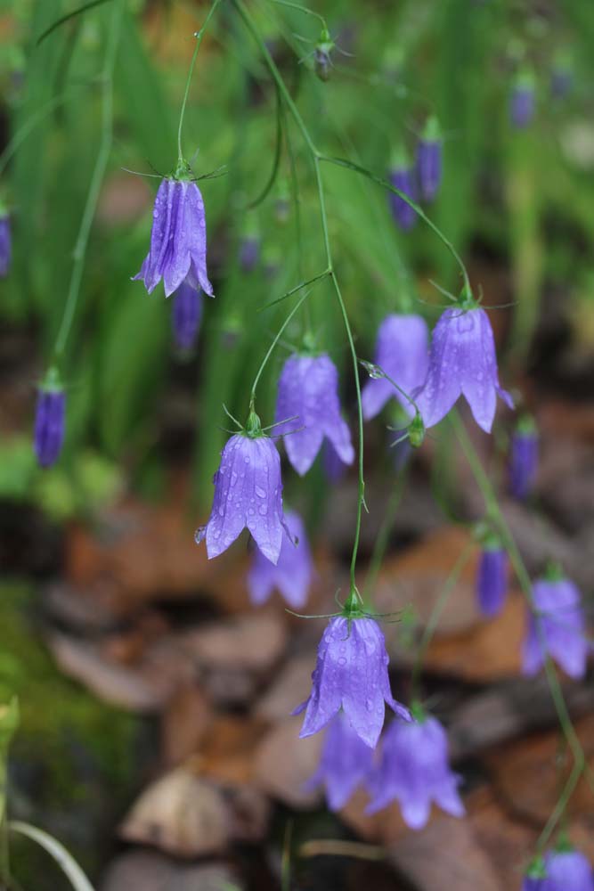 今年もイワシャジンが咲きました And ラグドール猫日記 ベルと高原の家