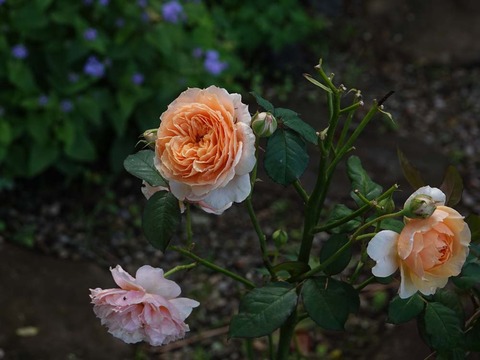 DSC03020