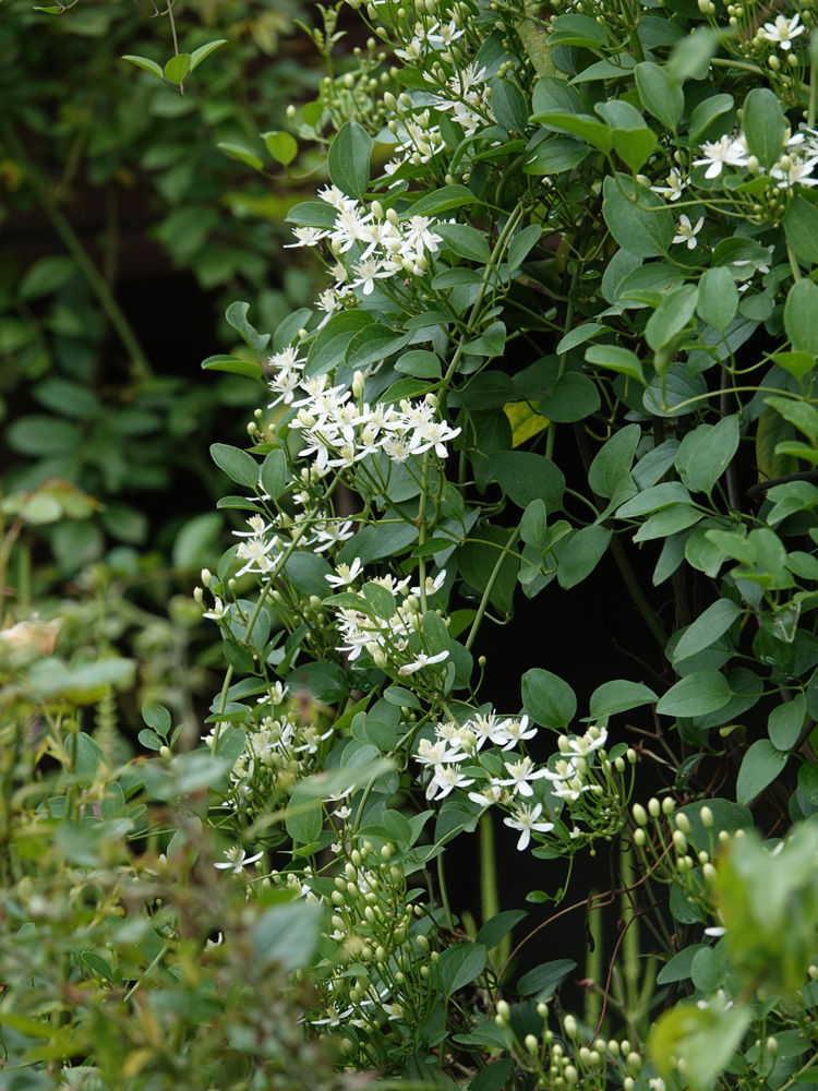 似たものどおし パート3 センニンソウとボタンヅル ベルと高原の家