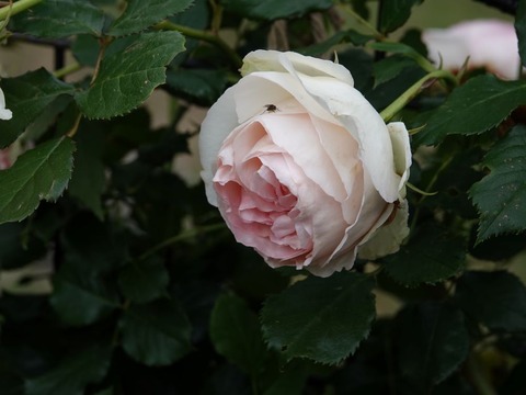 DSC03914ピエールドロンサール