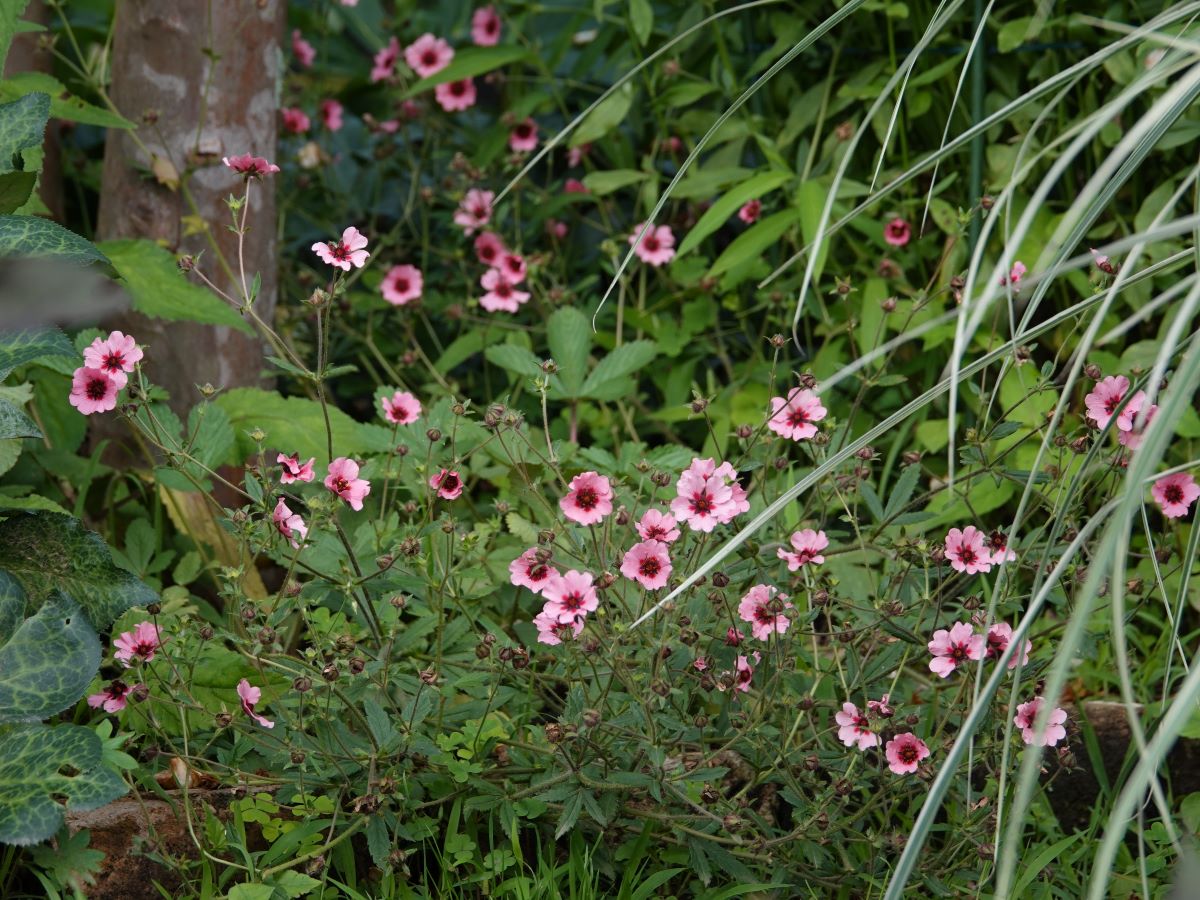 庭の様子 咲き始めた夏の花たち ベルと高原の家