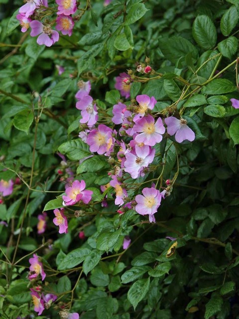 DSC03900ツクシノイバラ