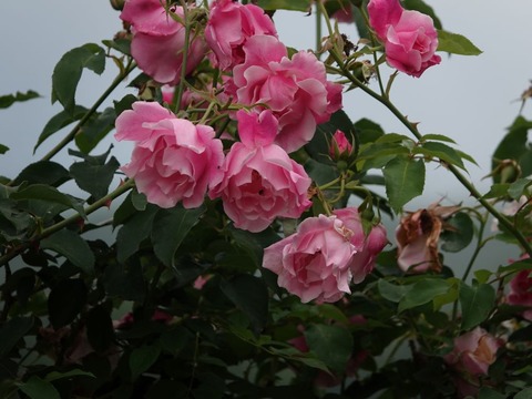 DSC03908スパニッシュビューティー