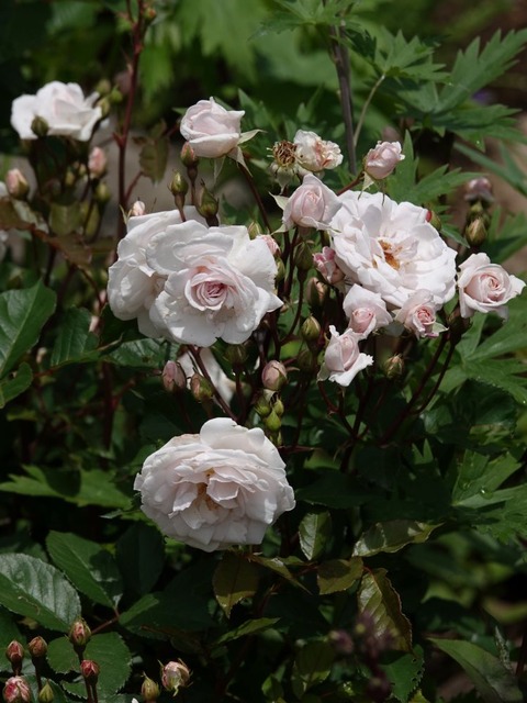 DSC03098