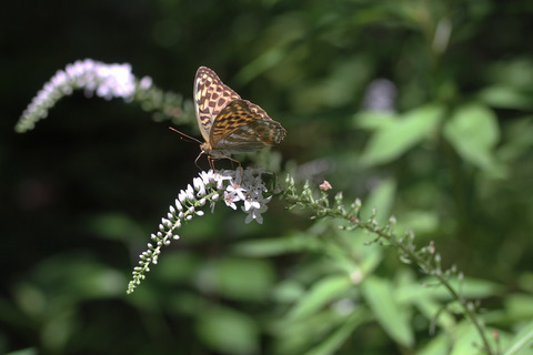 蝶IMG_6855