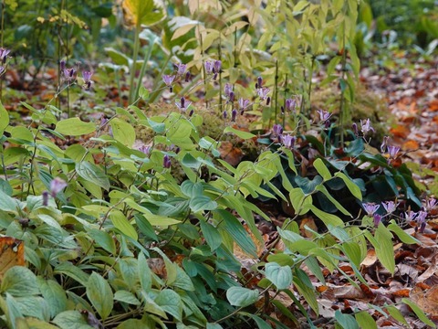 DSC00774