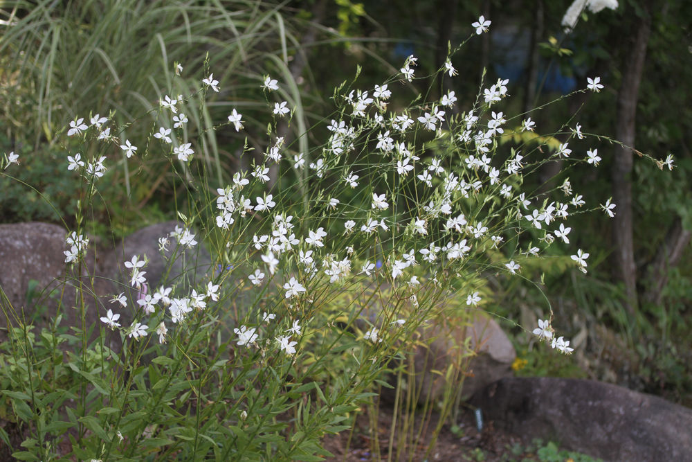 空を舞うガウラの花 いつまで咲くの ベルと高原の家 空を舞うガウラの花 いつまで咲くの ベルと高原の家