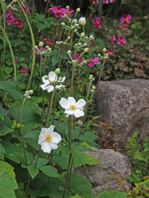 DSC00049