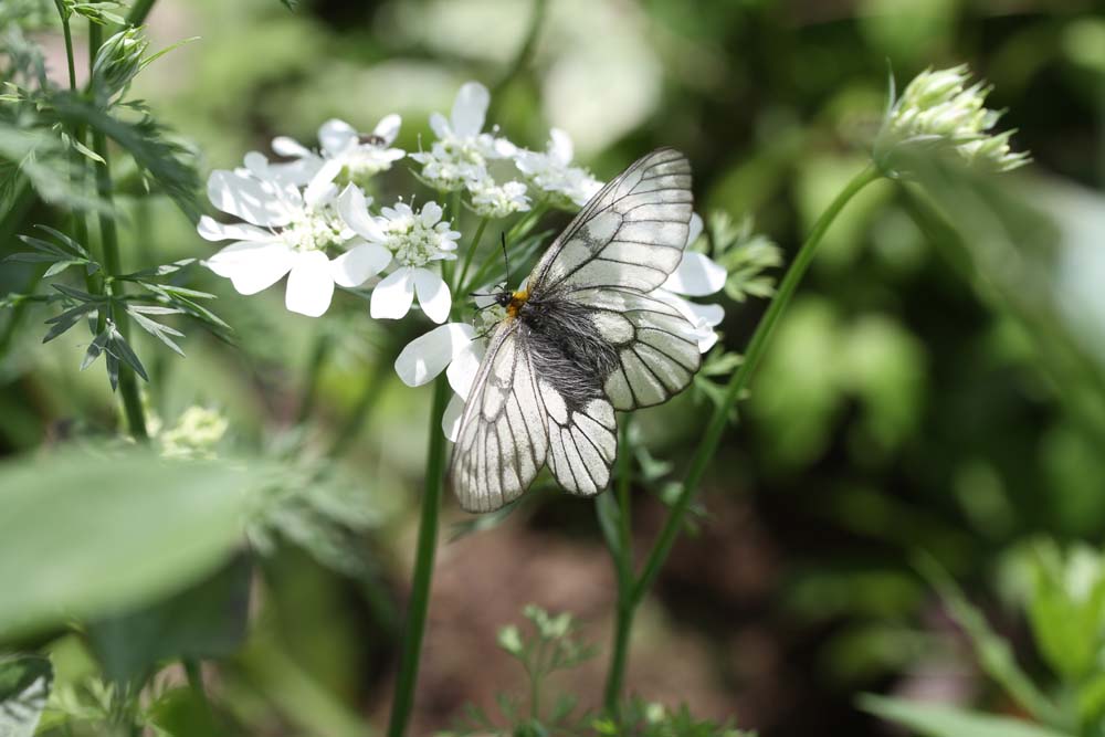 花と蝶 ベルと高原の家 花と蝶 ベルと高原の家