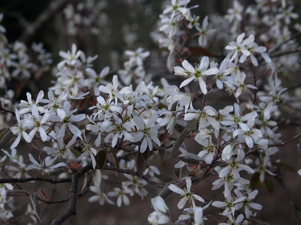 今年も満開のジューンベリーに会えました ベルと高原の家