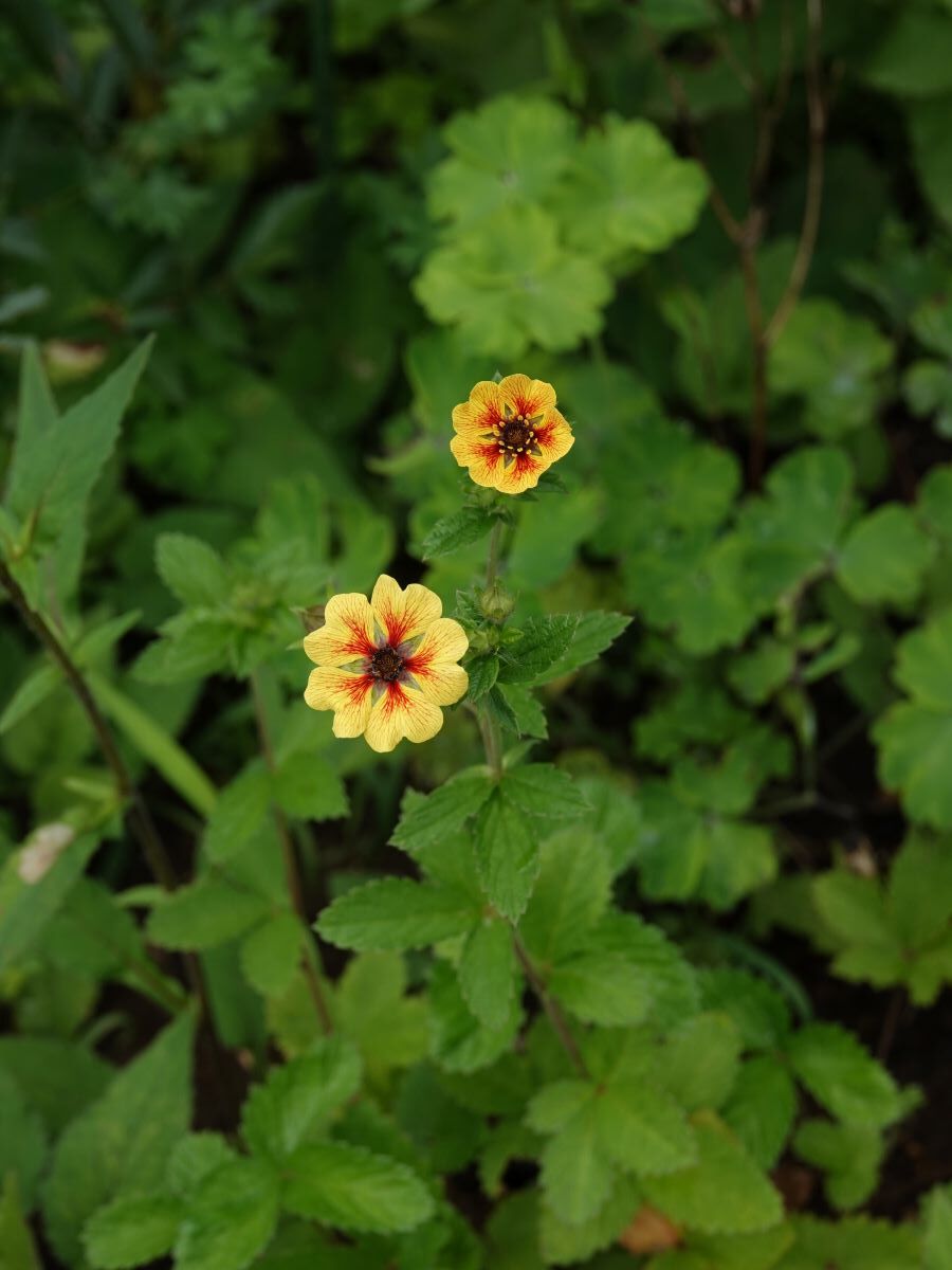 庭の様子 咲き始めた夏の花たち ベルと高原の家