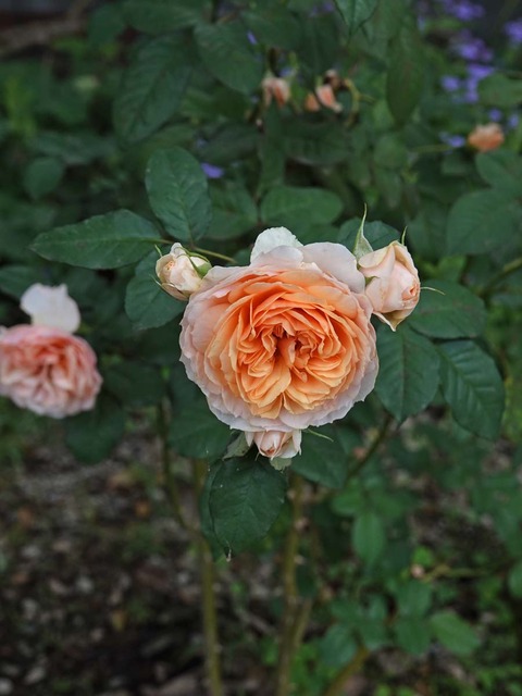 DSC09660