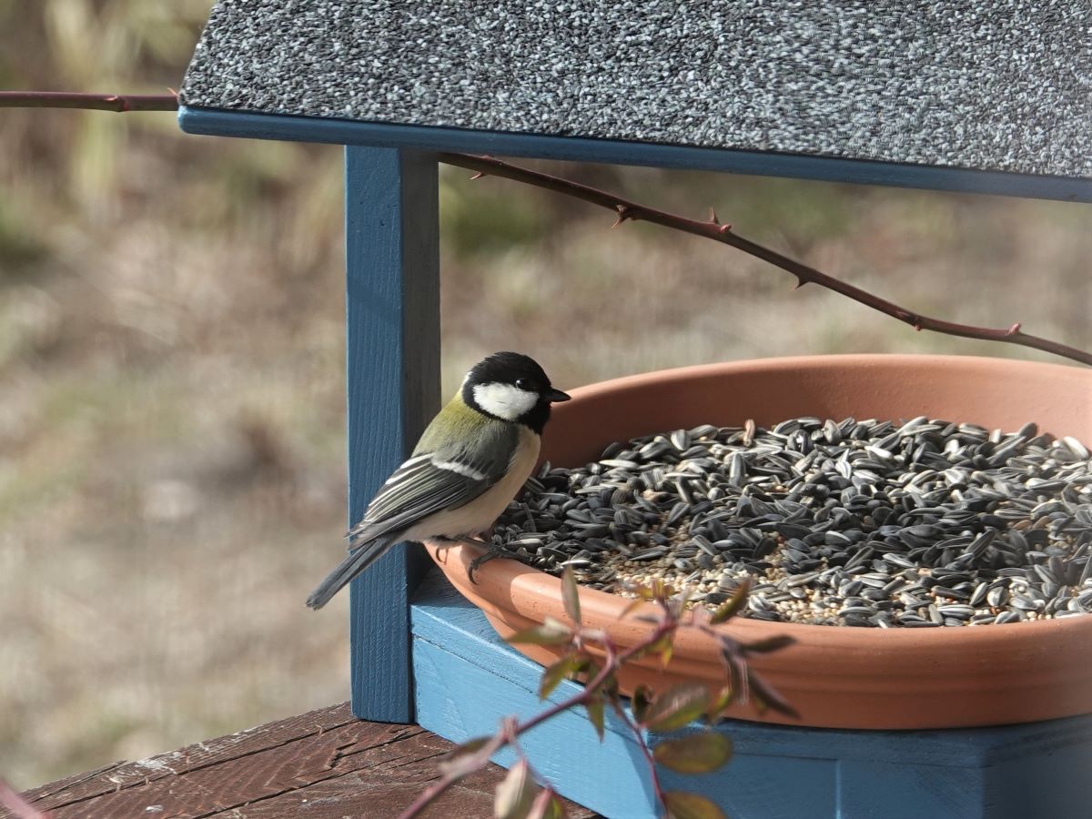 野鳥の餌台を作りました And 野鳥の飛翔写真 And チビとミルクの仲良し日記 ベルと高原の家 野鳥の餌台を作りました And 野鳥の飛翔写真 And チビとミルクの仲良し日記 ベルと高原の家