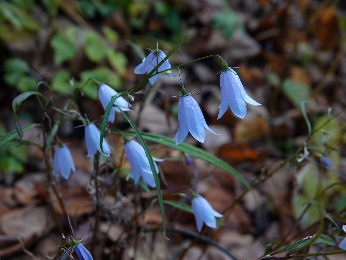 庭の様子 ベルと高原の家