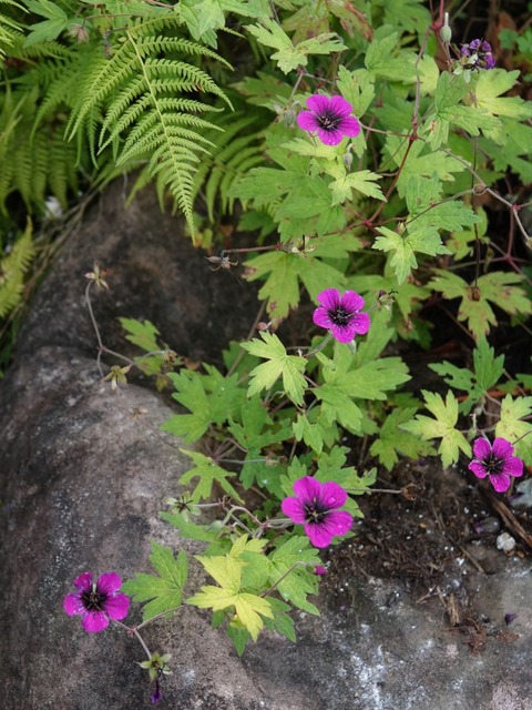 DSC08009