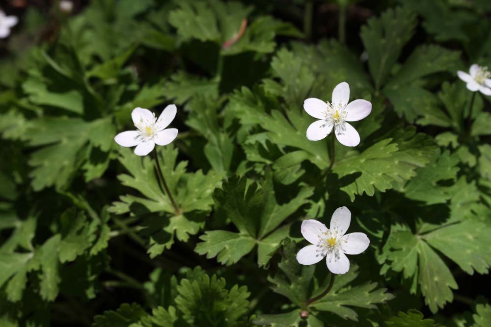 二輪草が咲いています ベルと高原の家