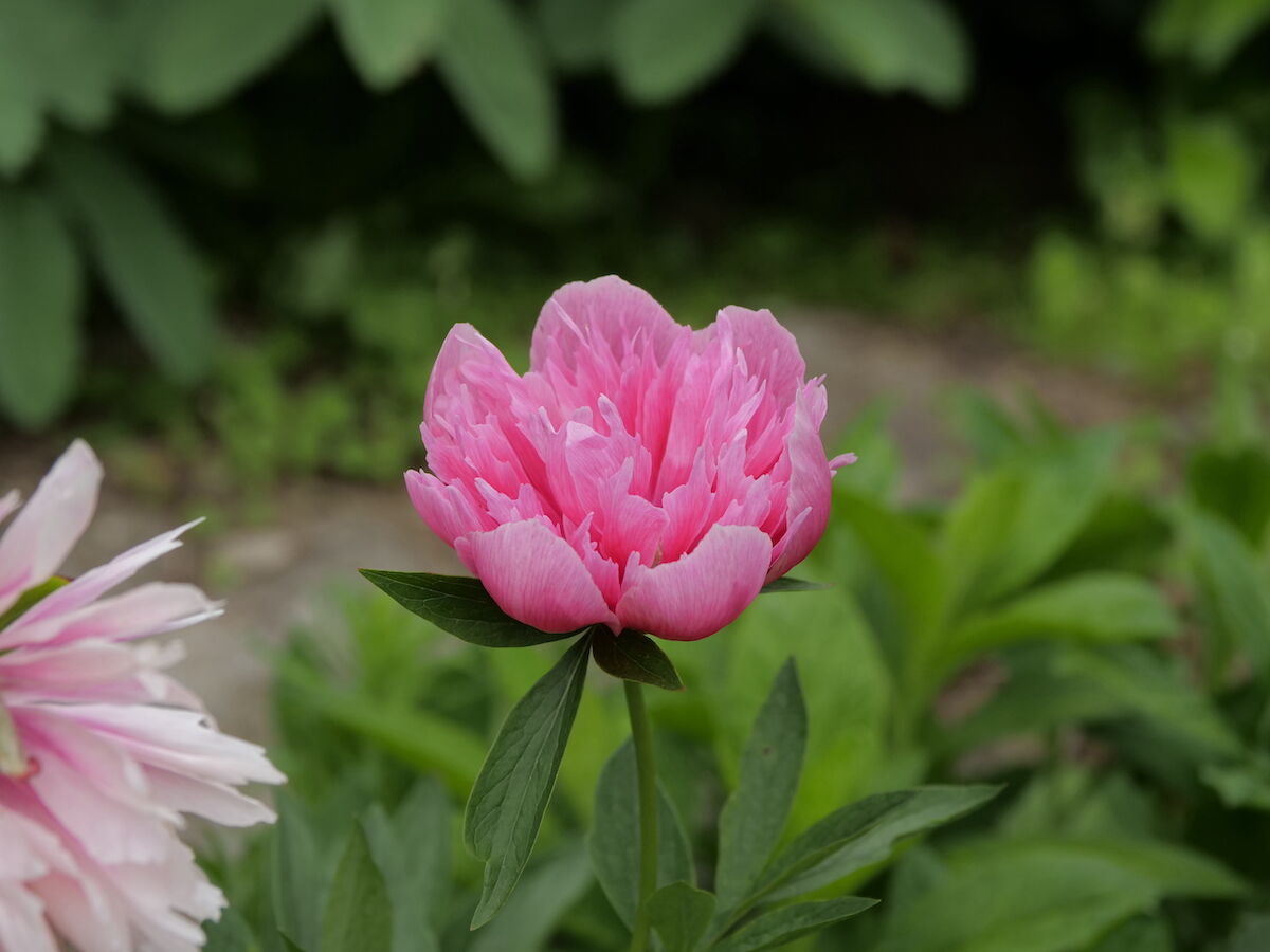 芍薬が咲き始めました ベルと高原の家