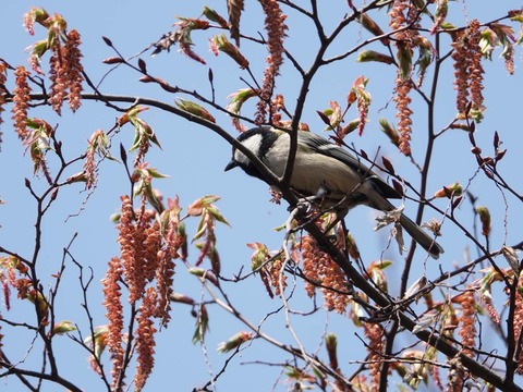 シジュウカラDSC01732