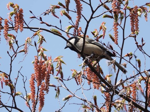 シジュウカラDSC01732