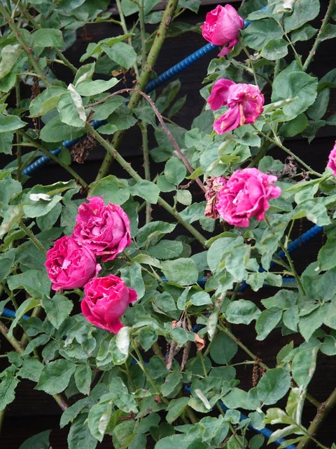 DSC03906バロンドジロードラン