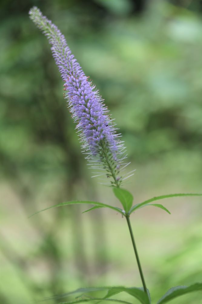 夏の山野草 クガイソウ オカトラノオなど And 3匹の猫日記 ベルと高原の家 夏の山野草 クガイソウ オカトラノオなど And 3匹の猫日記 ベルと高原の家