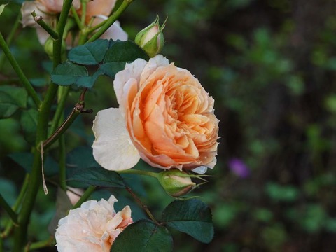 DSC03016