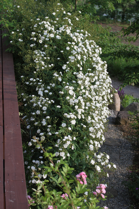 ランブリングレクターIMG_3038
