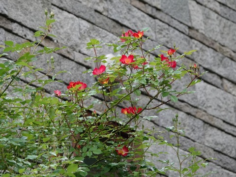 DSC01980