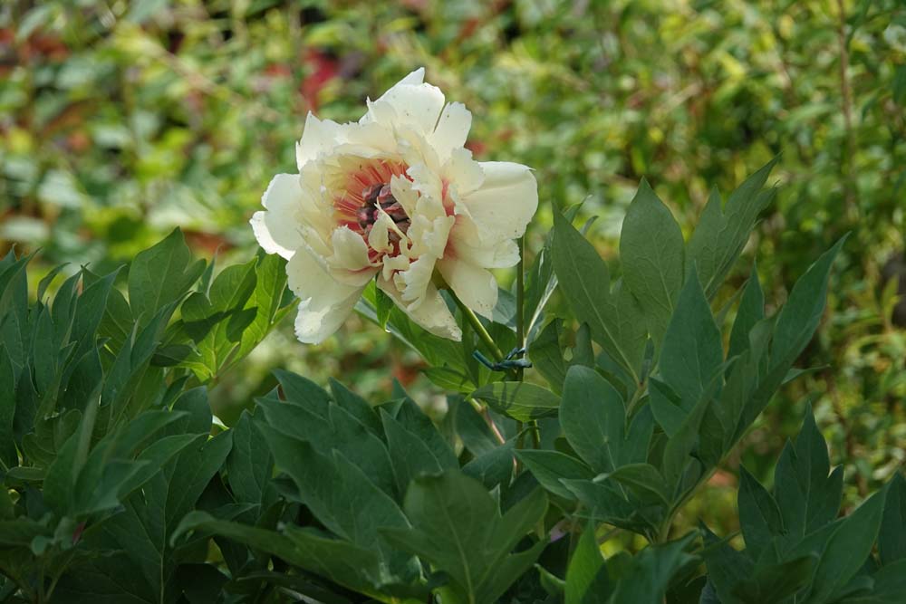芍薬 かぐや姫とボーダーチャーム And ラグドール猫日記 ベルと高原の家 芍薬 かぐや姫とボーダーチャーム And ラグドール猫日記 ベルと高原の家