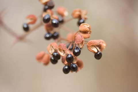 sannshouIMG_4179